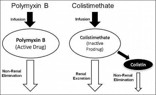 Figure 1. Elimination of colistimethate and polymyxin B.