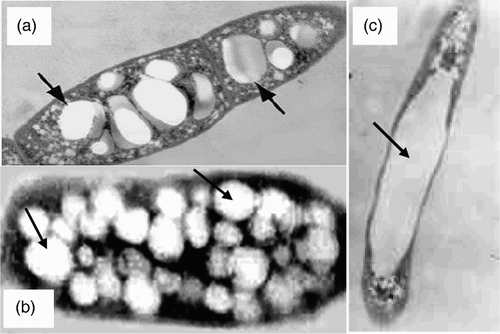 Figure 4. Transmission electron micrograph of bacterial cells with intracellular PHA granules (arrows). (a) and (b) Bacillus sp. strain CL1 and R. eutropha, respectively, contained PHA granules within cell and (c) Phasin mutant R. eutropha cell containing a single large PHA granule.