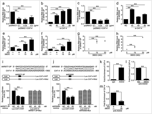 Figure 4. CA7-4 directly bonded with MIR877-3P and MIR5680. (a–d) qPCR analysis of MIR877-3P and MIR5680 in VECs after overexpression or knockdown CA7-4 for 48 h. (e–h) VECs were treated with NG, HG, HG+3BDO, or 3BDO (NG) for 24 h, qPCR analysis of MIR877-3P and MIR5680. (i,j) Luc-CA7-WT, Luc-CA7-4-MIR877-3P-Mut, and Luc-CA7-4- MIR5680-Mut plasmids were separately co-transfected into HEK293T cells with NC, MIR877-3P mimics or MIR5680 mimics for 24 h. Detecting luciferase activity. (k–m) RNA binding protein immunoprecipitation experiments were performed by using AGO2 antibody in VECs after treatment with NG, 3BDO (30 μM), HG and HG+3BDO (30 μM) for 24 h. IgG was used as a negative control. The fold enrichment of pulled-down CA7-4 was detected by qPCR analysis. (*, p < 0.05; **, p < 0.01; n = 3.).