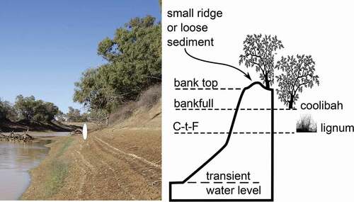 Figure 6. Right-bank of a large waterhole (left) and sketched profile (right). The upper bank slope is steeper than the lower bank. After flow ceases the waterhole’s water level is transient and decreases over time. At the time of visit, water level was approximately 2.5 m below cease-to-flow level. Vegetation zones are linked to hydrology: riparian coolibah occupies bank tops and upper bank slopes, lignum is most dense near the cease-to-flow (C-t-F) depth. White oval is person-sized scale; Diamantina River (−26.261° 139.398°); clip-art from Pixabay.