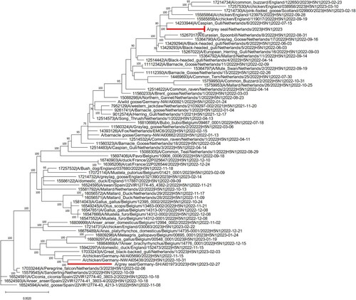 Figure 2. Phylogenetic relationships of concatenated consensus whole-HPAIV H5N1 sequences from The Netherlands and Germany in 2022–2023. The complete genome sequence of H5N1 strains derived from infected seals in Germany and The Netherlands were compared to sympatric avian strains belonging to the clade 2.3.4.4b of H5. Sequences were obtained from the EpiFluTM GISAID database. Isolate identifier contains the following information: Accession number, virus designation, subtype and collection date. Maximum likelihood (ML) trees were calculated with RAxML (v8.2.11) utilising model GTR GAMMA with rapid bootstrapping. Scale bar indicates nucleotide substitutions per site. Bootstrap values below 70 are not displayed.