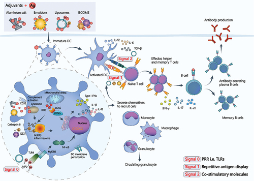 Figure 3. Mechanisms of action for various VADS.