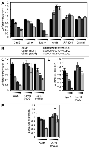 Figure 5. Translation repression requires a 'GG' dinucleotide that is conserved in tRFs. (A) In vitro translation reactions were performed in the presence of the indicated 19-mer oligonucleotides. (B) Diagrams of the Gln19-derived oligonucleotides that were used to find sequence requirements for translation repression. The mutated bases are highlighted. (C) In vitro translation reactions were performed with the Gln19-derived oligonucleotides. Gln19(mGG) showed a severe defect in its ability to repress translation. (D and E) In vitro translation reactions were performed with (D) Lys19 and (E) Val19, and their corresponding mutants. In both cases, translation repression required a 3′ “GG” dinucleotide. In all reactions, the concentrations of oligonucleotide used were 0, 2.5, 5 and 10 µM. Results shown are the mean of three independent experiments, and error bars represent standard deviations.