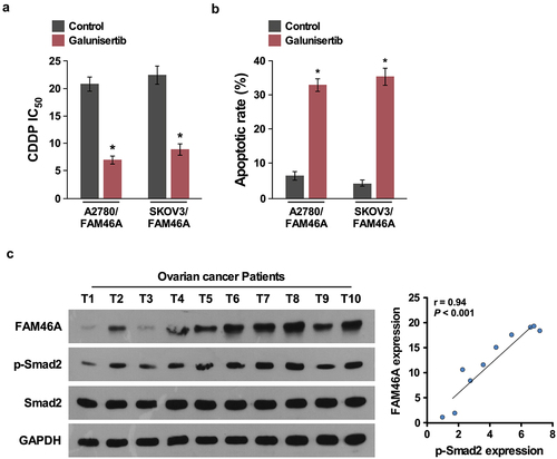 Figure 6. Clinical relevance of FAM46A-induced TGF-β activation in human ovarian cancer. (a). IC50 of CDDP in ovarian cancer cells treated with control or TGF-β inhibitor (100 nM,16 h). (b) Annexin V-FITC and PI staining of the indicated cells treated with control or TGF-β inhibitor(100 nM,16 h). (c).Expression analysis (left) and correlation (right) of FAM46A expression and p-Smad2 (Ser465/467) expression in 10 freshly collected human ovarian cancer tissue samples (t); α-Tubulin was used as loading controls.