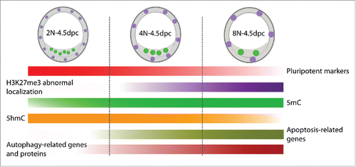 Figure 5. A schematic showing dynamic changes in cell lineage specification, epigenetic modifications, apoptosis and autophagy in mouse 2N, 4N and 8N embryos.