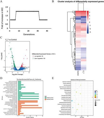 Figure 3 Transcriptome sequencing analysis of C-7 resistant strain and ATCC19606. (A) The passaged MIC of ATCC19606 under Cec4 induction. X axis is the number of passages, and Y axis is the corresponding MIC value. (B) The expression pattern of differential genes in C-7 (7th generation induced strain) and ATCC19606. Red is the up-regulated gene and blue is the down-regulated gene. (C) The DEGs volcano map of C-7 and ATCC19606. (D) The DEGs’ GO enrichment analysis of C-7 and ATCC19606. (E) The DEGs’ KEGG enrichment analysis of C-7 and ATCC19606. The size of bubble represents the number of genes enriched in this pathway, and the color of bubble represents the q-value of enrichment.