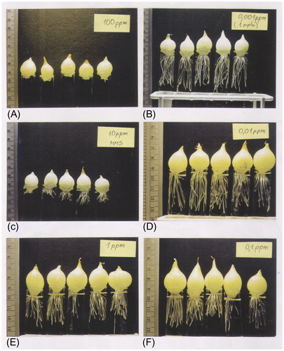 Figure 1. Examples of series of onions cultivated for 72 h in different concentrations of MMS: (A) 100 ppm; (B) 0.001 ppm; (C) 10 ppm; (D) 0.01 ppm; (E) 1 ppm; (F) 0.1 ppm.