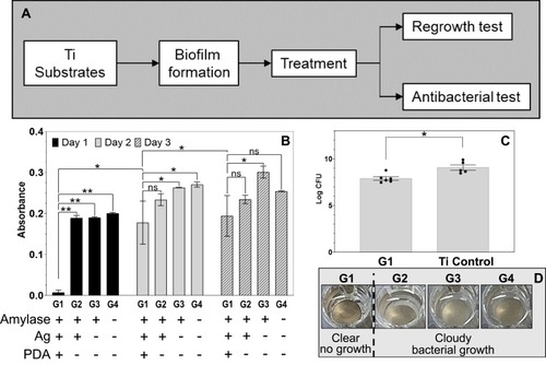 Figure 3 PDA-assisted treatment rendered the surface antimicrobial. (A): Procedure of the tests. (B): Regrowth of bacteria from treated samples monitored by OD measurement (data = mean ± standard error of the mean, n=2). (C): Significant lower log CFU on G1 compared to Ti control. (data = mean ± standard error of the mean, n=3). *p<0.05, **p<0.001. (D): Photographs showing the turbidity of the broth indicating bacterial growth except for the G1 group.