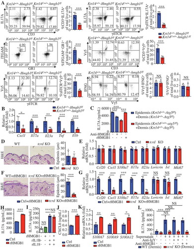 Figure 9. Keratinocyte-γδ T cell crosstalk is involved in rHMGB1-induced skin inﬂammation. (A and B) The Krt14+/+-Hmgb1f/f and Krt14Cre/+-hmgb1f/f mice were treated with IMQ for 5 d, n = 5/group. (A) Representative and quantitative results from intracellular FACS analysis of IL17A-producing cells, neutrophils, Vγ5+ cells and IFNG+ cells in the dorsal skin. (B) qRT-PCR analysis of the mRNA levels of the indicated genes in back skin. (C) Epidermal or dermal cell suspensions were isolated from Krt14+/+-Atg5f/f and Krt14Cre/+-atg5f/f mice that treated with IMQ for 2 d. The coculture system of the epidermal and dermal cells was treated with HMGB1 neutralizing antibody (10 μg/mL) or rHMGB1 (10 μg/mL) for 48 h, and the extracellular IL17 expression was analyzed by ELISA, n = 3/group. (D) Representative H&E-stained sections (left, scale bar: 50 μm) of dorsal skin and quantiﬁcation of the thickness (right) are shown, n = 5/group. (E) qRT-PCR analysis of each indicated gene in the skin, n = 5/group. (F and G) C57BL/6 WT and tcrd KO mice received daily intradermal injections with 2 μg of rHMGB1 or vehicle control for 7 d, n = 5/group. (F) Representative H&E-stained sections (left) and quantiﬁcation of the thickness (right) are shown, scale bar: 50 μm. (G) The qRT-PCR analysis was performed for each indicated gene in the skin. (H) The coculture system of the epidermal and dermal cells from wild-type C57BL/6 mice was stimulated with rHMGB1 (10 μg/mL) for 48 h, and the extracellular IL17A expression was analyzed by ELISA, n = 3/group. (I) Dermal cell suspensions from wild-type C57BL/6 mice were stimulated with rHMGB1 (10 μg/mL), rIL1B (10 ng/mL) and rIL23A (50 ng/mL) for 48 h, and the extracellular IL17A expression was analyzed by ELISA, n = 3/group. (J and K) KCs were stimulated with 10 μg/mL rHMGB1 for 24 h or 48 h, n = 3/group. (J) The protein level of CXCL8 in the culture medium was assessed by ELISA at 48 h. (K) qRT-PCR analysis of the indicated genes at 24 h. (L) Dermal cells of tcrd KO mice or WT mice were treated with 10 μg/mL rHMGB1-induced epidermal supernatant for 48 h in the absence or presence of anti-HMGB1 IgY antibody (10 μg/mL) or IgY antibody (10 μg/mL), and the extracellular IL17A secretion was analyzed by ELISA. n = 3/group. Mean ± SD. *P < 0.05; **P < 0.01; ***P < 0.001. NS, not signiﬁcant. Two-tailed Student’s t-test (A, B, D-H, J and K), One-way ANOVA (C, I and L). All the data are representative of three independent experiments