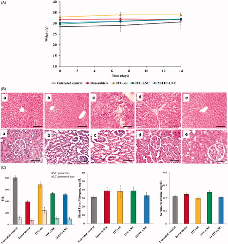 Figure 8. Systemic toxicity in mice post treatment with ITC-based formulations in comparison with untreated control and doxorubicin. (A) Animal weight 7 and 14 days post treatment (n = 3–5); (B) histopathological analysis of H&E stained sections of the liver (upper panel) and kidney (lower panel) 14 days post treatment. (a) Untreated mice and mice treated for 14 days with (b) doxorubicin, (c) ITC-sol, (d) ITC-LNC, and (e) M-ITC-LNC. Photomicrographs of liver sections show: (a, b, and e) cords of hepatocytes radiating from a central vein, portal tract endothelial and Von Kupffer cells and hepatocyte cords separated by blood sinusoids and (c, d) dilatation and congestion of portal vein and hepatic artery, bile duct proliferation, and periportal cellular infiltration; photomicrographs of kidney sections (upper panel) show (a, e) normal structure and architecture of renal corpuscles, proximal, and distal tubules, (b–d) widening of tubules with cellular debris and casts within their lumen, congestion of blood vessels, widening of Bowman’s capsule with vacuolation of some cells, cellular debris and casts within their lumen and abnormalities in renal corpuscles. Scale bars correspond to 20 μm; (C) serum levels of the liver enzymes, alanine transaminase (ALT), and aspartate aminotransferase (AST) and the kidney function markers, serum creatinine, and blood urea nitrogen (BUN). Error bars represent SD (n = 3).