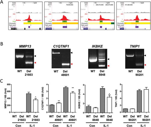 Figure 3. Effect of Cas9-mediated putative enhancer deletion on IL-1-induced gene expression