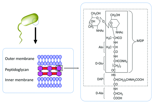 Figure 12. A schematic presentation of muramyl dipeptide (MDP) structure that is derived from a Gram-negative bacterial cell-wall component.