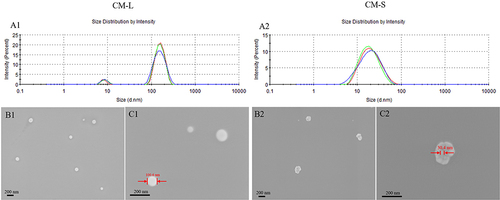 Figure 4 Size distribution and morphology of curcumin-loaded micelle formulations with large particle size (1) and small particle size (2). (A) Particle size distribution was determined by dissolving 10 mg samples in 10 mL double distilled water (ddH2O) and analysis by DLS at 25°C. (B) SEM images were acquired by dissolving 10 mg samples in 10 mL of ddH2O and then dropping 20 μL of the sample solution onto a silicon chip and drying at 40°C in a sample oven. Finally, the sample chip was sputter-coated with a thin layer of gold for SEM visualization. (C) SEM image with a large-scale view and calculated particle size. Scale bar: 200 nm.