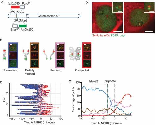 Figure 2. Example of fine spatial and temporal chromosome organization analyses in live cells through observation and measurement of fluorescently labeled chromosomal regions.