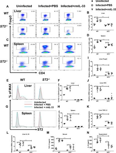 Figure 5 ST2 is indispensable for activation of Treg by IL-33 in murine schistosomiasis japonica. WT and ST2−/− mice were divided into uninfected group, infected plus rmIL-33 group and infected plus PBS group. Each mouse in the infected groups was infected with 20 cercariae through shaved abdominal skin. Mice in the infected plus rmIL-33 group were intraperitoneally injected with exogenous rmIL-33 (dissolved in sterile PBS solution) from the 4th week to 8th week post infection, with the total 5 μg of rmIL-33 per mouse. The mice in the infection plus PBS group were simultaneously given the equal volume of PBS. At the 8th week post infection, all mice were sacrificed. The liver, spleen and peripheral blood were collected. Splenic lymphocytes were stimulated with soluble egg antigen (SEA, 10 μg/mL) in vitro for 72 h and then the supernatant was collected. (A and B) The proportion of Foxp3+Treg in CD4+ T cells in liver. (C and D) The proportion of Foxp3+Treg in CD4+ T cells in spleen. The proportion of ST2+Treg in total Treg in liver (E and F) and in spleen (G and H). The mRNA expression levels of Foxp3 (I), ST2 (J), TGF-β1 (K) and IL-10 (L) in liver. The concentrations of TGF-β1 in serum (M) and IL-10 in splenic supernatants (N). Data are expressed as means ± SEMs based on 6 mice in each group and from 2 independent experiments. Asterisks mark significant differences among different groups (*P < 0.05, ***P < 0.001).