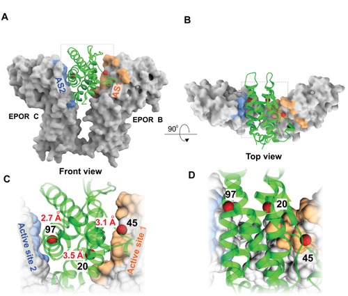 Figure 2 Design of QPO from EPO-EPOR complex. (A) EPO (green ribbon) is shown bound to EPOR (molecular surface representation) – PDB ID-1EER. The high-affinity active site 1(AS1) is colored salmon and the low-affinity active site 2 (AS2) is colored blue. (B) The front view in A is rotated 90̊ toward the viewer. (C) Magnified view of boxed region in A is shown. The 3 amino acid residues that were chosen for substitution mutagenesis are indicated by red spheres and the corresponding residue number in the sequence is shown. The distance between the residue atoms and the nearest receptor atom in the active sites are indicated in red. (D) Magnified view of the boxed region in the top view is shown.