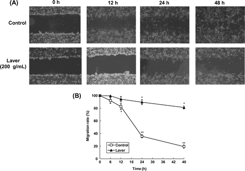 Fig. 4. Effects of laver extract on wound healing migration of SK-Hep1 cells.Note: Representative photographs of invading cells laver extract-treated and untreated cells.