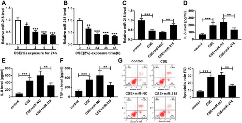 Figure 2 MiR-218 overexpression weakened apoptosis and inflammation in CSE-induced BEAS-2B cells. (A and B) The relative expression level of miR-218 was evaluated by RT-qPCR in BEAS-2B cells treated with different concentrations of CSE (0%, 1%, 2%, 4%, and 8%) for 24 h or treated with 2% CSE for different times (0 h, 12 h, 24 h, 36 h, and 48 h). (C) The expression of miR-218 was assessed by RT-qPCR assay in CSE-induced BEAS-2B cells transfected with miR-218 or miR-NC. (D–F) The levels of IL-6, IL-8, and TNF-α were measured by ELISA kit in the supernatants. (G) Apoptotic cells were monitored by ﬂow cytometry assay. Data are shown as mean ± SD from three independent experiments. *P < 0.05, **P < 0.01, ***P < 0.001.