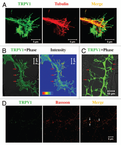 Figure 1 TRPV1 co-localizes in specialized neuronal structures. (A) TRPV1 localizes in the growth cone of neurons. Shown are the confocal images of a F11 cell expressing TRPV1 (green) and immunostained for tubulin (red). Scale bar 5 µm. (B) Induction of filopodia and specific localization of TRPV1 at these filopodial structures are common features observed when TRPV1 is expressed ectopically in F11 cells (also in many other cell lines). A large number of these filopodial structures show a distinct bulbous ‘head’ on a thin ‘neck’. TRPV1 is often localized in the stalk and become enriched at the filopodial tips (indicated by arrows), mostly due to active transport to the tips. Intensity profile (shown in a rainbow scale) is shown in right. Scale bar 5 µm. (C) Majority of these filopodial structures are involved in cell-to-cell contact formation. Scale bar 10 µm. (D) TRPV1 is localized at the pre- as well as in post-synaptic structures. Shown are the confocal images of cortical neurons immunostained for TRPV1 (green) and Bassoon (Red). Distinct punctate immunoreactivity of TRPV1 in the synaptic structures is indicated by arrows. Scale bar 5 µm.