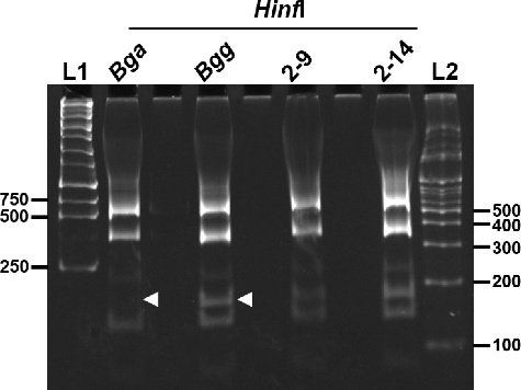 Figure 5. Identification of isolates 2-9 and 2-14 by PCR-RFLP analysis. L1: 1 kb size marker (Geneslabs, Seongnam, South Korea); L2: 100 bp size marker (Genepia, Seoul, South Korea).