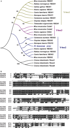 Figure 2. A, EMBL/GenBank accession numbers of RlYB2 homolog proteins used in the Y‐box family phylogenetic tree are: Homo sapiens YBOX1, YBOX2, CSDA (NP_004550, NP_057066, AAH15913); Mus musculus YBOX1, Csda1, Csda2, Csda3, YBOX2 (AAH13450, NP_058571, Ensemble predicted proteins Csda1, Csda2, Csda3); Rattus norvegicus YBOX1, YBOX2 (NP_113751, XP_220618); Canis familiaris YBOX1, YBOX2(XP_856109, XP_546585); Gallus gallus YBOX1, YBOX2 (BAA05380, XP_423576); Xenopus laevis FRGY1, FRGY2 (AAA49715, AAA49716); Rana lessonae RlYB2 (AM409315); Carassius auratus YBOX1, YBOX2 (BAA19849, BAA19850); Tetraodon nigroviridis YBOX1 (CAG03208); Oryzias latipes YBOX1 (BAC45236, CAC39436); Ciona intestinalis YboxA, YboxB, YboxC (Ensembl predicted proteins ENSCINP00000010636, ENSCINP00000010626, ENSCINP00000010634). B, The predicted amino acid sequence of RlYB2 compared with FRGY1 and FRGY2 of Xenopus. The identical residues are black‐shaded, the similar ones are grey‐shaded. Gaps have been introduced for maximizing the similarity. The CSD domain is boxed. The asterisks denote serine and threonine residues that represent potential sites of phosphorylation. RNP‐1 and RNP‐2 like motifs are remarked by black bars. NES sequences are highlighted by dotted bars.