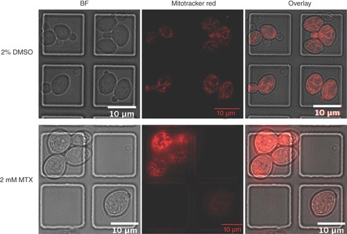 Figure 3. Corrected total cell fluorescence of 4′,6-diamidino-2-phenylindole-stained cells under confinement in flow cell vs on microscope slide. (A) DAPI-stained BY4743 cells captured under BF and fluorescent (DAPI) channels. Imaging performed under flow cell confinement (top) and on a microscope slide (bottom). (B) Column scatter plot of CTCF of n ≈ 100 cells per condition. Image displays individual data (blue markers), their average (black horizontal lines) and standard deviation (blue error bars) for each condition.***p < 0.05 under an unpaired two-tailed t-test.BF: Brightfield; CLiC: Convex lens-induced confinement; CTCF: Corrected total cell fluorescence; DAPI: 4′,6-diamidino-2-phenylindole.