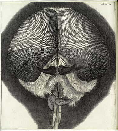 Figure 1 Eye of a gray drone-fly. Scheme 24 of Robert Hooke's Micrographia [(Citation1664) 2005]. (© Wellcome Trust. Reproduced by permission of Wellcome Trust. Permission to reuse must be obtained from the rightsholder.)