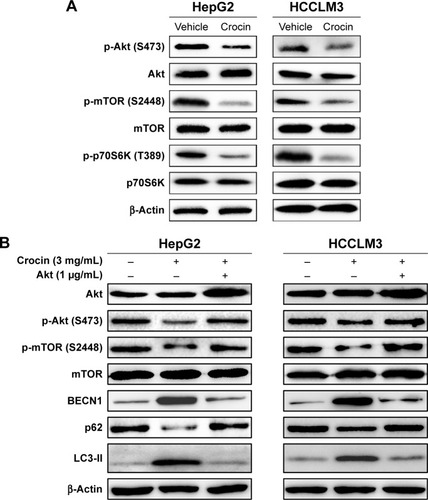 Figure 6 Analyzing the role of Akt/mTOR signaling in crocin-induced autophagy of HepG2 and HCCLM3 cells.