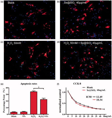Figure 3. Identification of myocardium cells and confirmation of biosafety of the porous Se@SiO2 nanocomposites: Immunofluorescence staining of aggrecan and collagenase type I in the myocardium cells treated with blank (a), Se@SiO2 NPs (b), H2O2 (c), and H2O2 + Se@SiO2 NPs (d) (200×). (e) Quantitative analysis of TUNEL positive H9C2 cells for blank group,(a), Se@SiO2 NPs (b), H2O2 (c), and H2O2 + Se@SiO2 NPs (d). Data (means ± SEM) represent the means of independent experiments (n = 5 in each group). *, p < .05. Decreased TUNEL positive cells were observed in H2O2 group versus H2O2 + Se@SiO2 NPs group. (f) Normalized by control group the cell activity decreased along with the increasing DOX concentrations. Significant protection of the porous Se@SiO2 nanocomposites as reflected by the CCK-8 assay. *, p < .05.