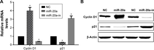 Figure 5 miR-20a alters p21 and cyclin D1 expression in U266 cells.