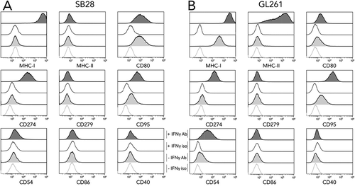 Figure 1. In vitro expression of key molecules for immune interaction by SB28 and GL261 glioma lines. Flow cytometry was used to assess surface expression of the indicated markers by SB28 (A) and GL261 (B). Filled curves: specific antibody staining (Ab); open curves: isotype control antibody (iso). Lower light-gray histograms show constitutive expression (-IFNγ); upper dark-gray histograms show staining of cells stimulated for 48 hours with 100 U/ml IFNγ (+ IFNγ). Representative staining profiles of 3 independent experiments.
