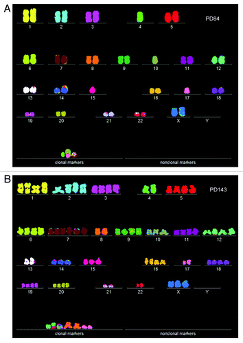 Figure 7. (A) Karyotype of the immortal tumorigenic clone cen3telS2 PD84, which arose from an independent preneoplastic aliquot of the cen3tel mass culture 84 generations after it was transfected with overexpressed telomerase. (See above Results, “How does overexpressed telomerase induce…”) (B) Karyotype of cen3telS2 PD143, which supplanted the PD84 clone 59 generations after it was identified at PD84.