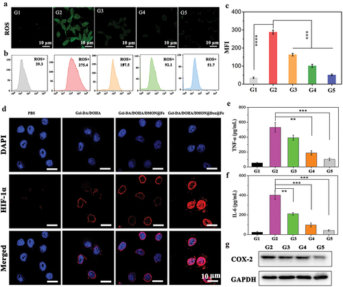 Figure 5. (a) ROS levels in Raw 264.7 cells visualized with a confocal laser scanning microscope (CLSM). G1: PBS, G2: LPS (positive control), G3: LPS + Gel-DA/DOHA, G4: LPS + Gel-DA/DOHA/DMON@Fe, G5: LPS + Gel-DA/DOHA/DMON@Dex@Fe. (b) Corresponding ROS levels in Raw 264.7 cells were analyzed by flow cytometry and (c) their quantitative analysis of the mean fluorescence intensities (MFI). (d) the evaluation of hypoxia in Raw 264.7 cells treated with PBS, Gel-DA/DOHA, Gel-DA/DOHA/DMON@Fe and Gel-DA/DOHA/DMON@Dex@Fe by staining with HIF-1α (red). Results of the expression of the inﬂammatory factors by ELISA kit. (e) TNF-α and (f) IL-6. (G) COX-2 expression in Raw 264.7 cells after various treatments using Western blot.