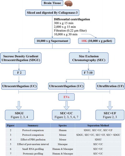 Figure 1. Study design and workflow for brain tissue-derived EV (bdEV) enrichment. Following digestion and centrifugation/filtration steps (0.22 micron filter pore size), 10,000 x g pellets were collected and defined as the 10 K fraction. Sucrose density gradient ultracentrifugation (SDGU) or size-exclusion chromatography (SEC) were applied to 10,000 x g supernatants to enrich bdEVs from human, mouse, and macaque tissues as indicated in the table.