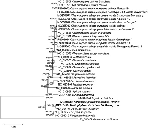Figure 1. Neighbor joining (bootstrap repeat is 10,000) and maximum likelihood (bootstrap repeat is 1,000) phylogenetic trees of thirty-five Oleaceae chloroplast genomes: Abeliophyllum distichum (MK616470 in this study and NC_031445), Forsythia suspensa (NC_036367), Forsythia x intermedia (NC_036982), Fontanesia phillyreoides subsp. fortunei (MG255754), Olea woodiana subsp. woodiana (NC_015608), Olea exasperata voucher A. Costa 1 (NC_036985), Olea europaea subsp. maroccana (NC_015623), Olea europaea subsp. guanchica isolate La Gomera 10 (MG255764), Olea europaea cultivar Frantoio (GU931818), Olea europaea cultivar Bianchera (NC_013707), Olea europaea subsp. europaea cultivar Manzanilla (FN996972), Olea europaea subsp. europaea isolate Stavrovouni 11 (HF558645), Olea europaea subsp. laperrinei isolate Adjelella 10 (MG255765), Olea europaea subsp. europaea isolate Vallee du Fango 5 (MG255762), Olea europaea subsp. cuspidate (NC_015604), Hesperelaea palmeri (NC_025787), Chionanthus retusus (NC_035000), Olea europaea subsp. europaea isolate Oeiras 1 (MG255763), Schrebera arborea (NC_036986), Fraxinus excelsior (NC_037446), Syringa vulgaris (NC_036987), Noronhia lowryi (NC_036984), Fraxinus chiisanensis (MF980720), Chionanthus rupicola (NC_036980), Olea europaea subsp. cuspidate (FN996944), Olea europaea subsp. cuspidata isolate Menagesha Forest 14 (MG255760), Olea europaea subsp. cuspidata isolate Almihwit 5.1 (FN996943), Chionanthus parkinsonii (NC_036979), Syringa pinnatifolia (MG917095), Forestiera isabelae (NC_036981), Olea europaea subsp. europaea isolate Stavrovouni Monastery 11 (MG255761), Nestegis apetala (NC_036983), Ligustrum lucidum (MH394207), and Jasminum nudiflorum (NC_008407). Phylogenetic tree was drawn based on neighbor joining tree. The numbers above branches indicate bootstrap support values of maximum likelihood and neighbor joining phylogenetic trees, respectively.