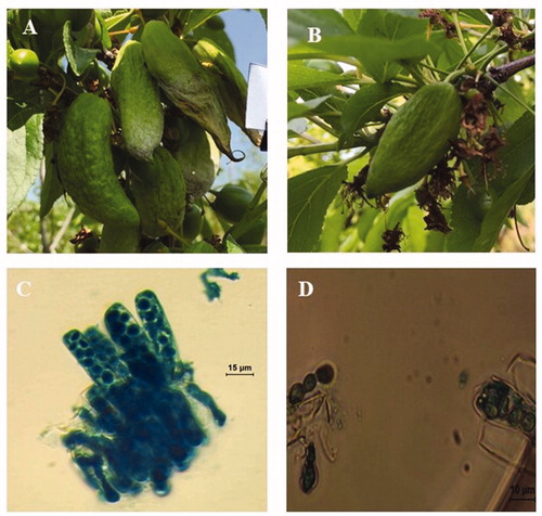 Figure 1. Plum pocket of plum and sexual stage of Taphrina deformans. (A) Deformed plum fruits; (B) Deformed fruits inoculated with T. deformans yeast cells; (C) Asci; (D) Ascospores.