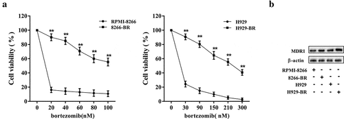 Figure 1. Establishment of drug resistance MM cell lines. Drug-resistant cell lines (8266-BR and H929-BR) were established with two MM cell lines RPMI-8266 and H929 by the treatment of bortezomib with low doses to high doses. (a) Compared cell viability of normal cells and drug resistance cells in response to doses of bortezomib by using MTT assay. (b) Determination of MDR1 expression in normal cells and drug resistance cells by using western blot. **p < 0.01 compared with RPMI-8266 or H929.
