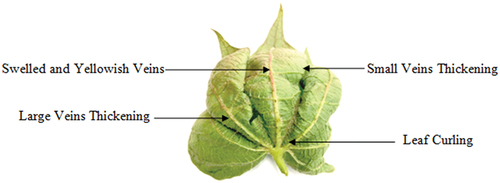 Figure 2. Various typical symptoms of CLCuV on the leaf of cotton plant.
