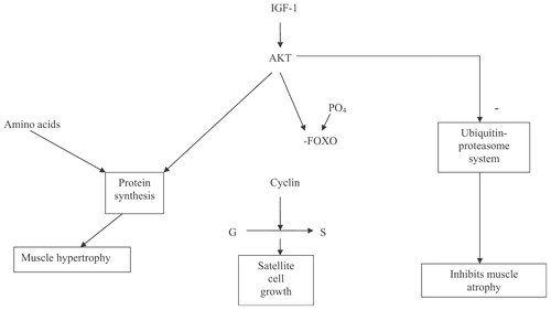 Figure 3. Intracellular effects of IGF-1 on muscle growth.