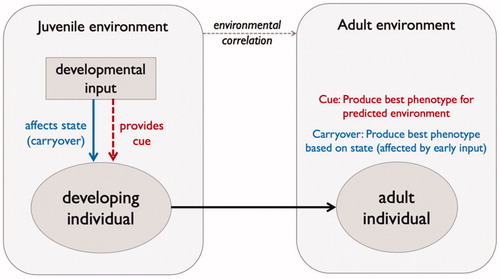 Figure 1. Schematic showing the link between the juvenile environment (e.g. exposed to maternal stress or not) and development outcomes for offspring when maternal stress provides a cue of later offspring conditions (predictive adaptive response depending on environmental correlation, red text) and when maternal stress imposes a negative cost on offspring development (developmental constraint due to a carryover effect of early input, blue text).