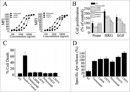 Figure 2. The correlation of trastuzumab and pertuzumab binding avidity-improvement and their antitumor activities. (A), antigen binding activities of trastuzumab and pertuzumab variants on SK-BR-3 cells were determined by FCM. (B), MTS assay examining the proliferation effects of 100 nmol/L of trastuzumab variants or pertuzumab variants in breast cancer cell BT-474 with the absence or presence of ErbB ligand (EGF or HRG). Results are shown as percentage of control cell proliferation. Error bars, SD. (C), in the absence of ligands, cell death induced by trastuzumab variants or pertuzumab variants were assessed by staining with SYTOX® Red and FCM. (D), In vitro ADCC analysis of trastuzumab and pertuzumab variants with binding avidity improvement. In the absence of ligands, PBMCs were added with BT-474 cells into 96-well plates containing trastuzumab or pertuzumab variants. Data are mean ± SD of at least three experiments.