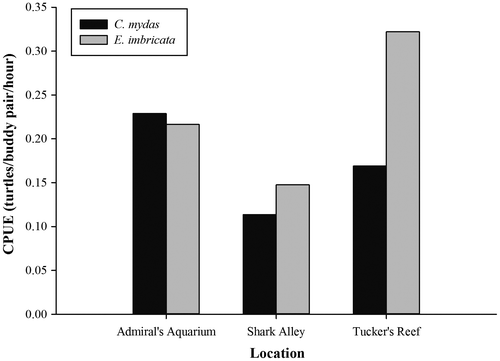 Figure 3. Catch per unit effort (CPUE) of green (Chelonia mydas) and hawksbill (Eretmochelys imbricata) turtles during nocturnal surveys at Tucker’s Reef, Shark Alley and Admiral’s Aquarium.