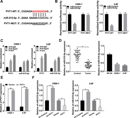 Figure 3 PVT1 interacted with miR-515-5p and negatively regulated the expression of miR-515-5p in NPC cells. (A) The putative binding sites between PVT1 and miR-515-5p were predicted by starBase. (B) The dual-luciferase reporter assay was used to check the luciferase activity of NPC cells cotransfected with the miR-515-5p and PVT1-WT or PVT1-MUT. (C) The RIP assay was conducted using Anti-Ago2 to investigate the relationship between PVT1 and miR-515-5p, and Anti-IgG was used as the control. (D) The level of miR-515-5p in NPC tissues and cells, as well as the matched controls was assessed by qRT-PCR. (E) The level of PVT1 in NPC cells infected with PVT1 or Vector was checked by qRT-PCR. (F) The expression of miR-515-5p in NPC cells infected with sh-PVT1 or PVT1, as well as the corresponding controls was detected by qRT-PCR. *P < 0.05.