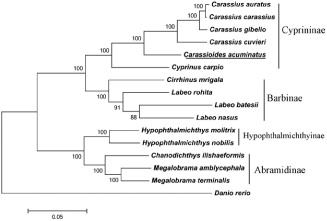Figure 1. The phylogenetic tree based on 16 related mitochondrial genomes. The accession numbers of the species are C. acuminatus (KX602324.1), Carassius auratus (AB111951.1), C. carassius (AY714387.1), Carassius cuvieri (AP011237.1), C. gibelio (JF496198.1), Chanodichthys ilishaeformis (NC_029722.1), Cirrhinus mrigala (JQ838173.1), Cyprinus carpio (X61010.1), Danio rerio (AC024175.3), Hypophthalmichthys molitrix (EU315941.1), H. nobilis (AP011217.1), Labeo batesii (AB238967.1), L. nasus (AP013333.1), L. rohita (AP011201.1), Megalobrama amblycephala (AP011219.1) and M. terminalis (AB626850.1).