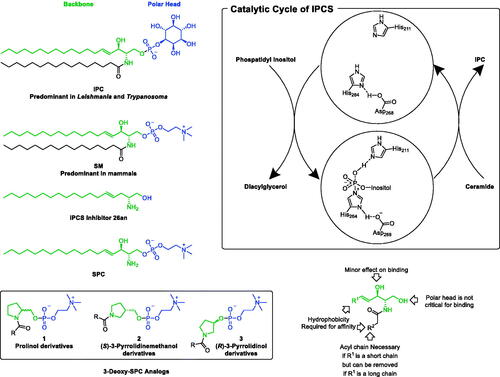 Figure 2. Rational of repurposing pyrrolidine-based 3-deoxy-SPC analogs for.