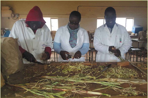 Figure 1. Chopping of sorghum herbage into 2–3 cm pieces using knives.