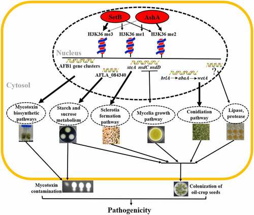 Figure 6. The regulatory model of AshA and SetB in the virulence of A. flavus.