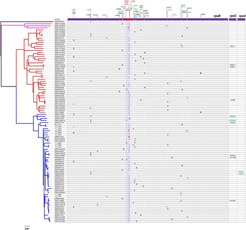 Figure 1. Phylogenomic analysis of convergent rpoB non-RRDR mutations. Left, maximum likelihood of 98 M. tuberculosis isolates. Right, mutation profile of the rpoABC operon. The RRDR region and resistance-conferring mutations are highlighted in red. Convergent mutations independently emerging at least three times are in green. Compensatory rpoA/C mutations reported previously are highlighted in green.