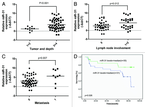 Figure 5. Increased miR-31 expression in CRC tissue is associated with disease progression and poor prognosis. (A) Increased miR-31 expression was correlated with CRC invading depth. (B) Increased miR-31 expression was correlated with CRC lymph node involvement. (C) Increased miR-31 expression was correlated with CRC metastasis. (D) Kaplan–Meier survival curves for CRC patients. The patients with high miR-31 expression had worse prognosis than those with low miR-31 expression.