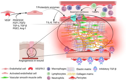 Figure 2. The crucial role of angiogenesis in diabetic wound healing. During the process of wound healing, angiogenesis plays a vital role. Fibroblasts in the wound environment secrete VEGF, which activates endothelial cells (ECs). As a result, ECs increase their secretion of proteolytic proteins. Macrophages release elevated levels of matrix metalloproteinases (MMPs) and proteolytic enzymes, promoting the breakdown of the basement membrane. This breakdown enables the migration of ECs and the sprouting of new blood vessels into the wound site. Reproduced with permission [Citation41]. Copyright 2022, MDPI.